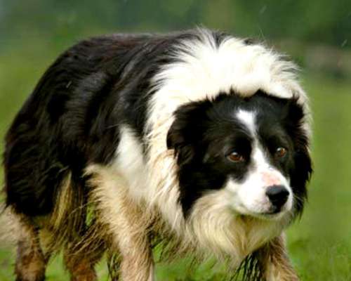 Border Collies Argentino de Trabajo y CÍA Lamarcadelavirgen