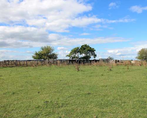 Ba3627 Venta Ganadero 491ha. Carmen de Areco, Buenos Aires