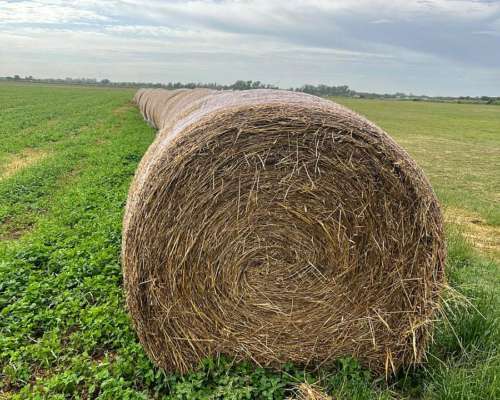 Rollos de Cebadilla y Trébol. 700 Kg