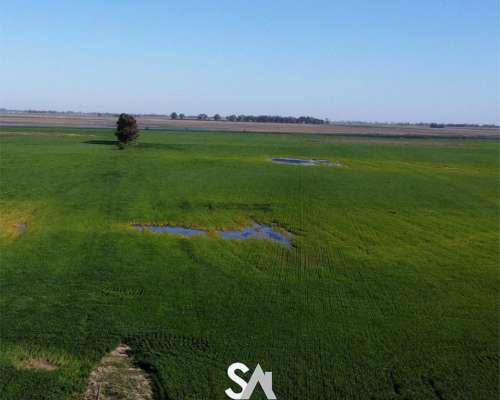 Vende: Campo Agrícola de 430 Hectáreas. Trenque Lauquen