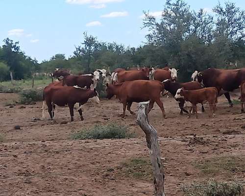 Vendo Estancia en Nogoli