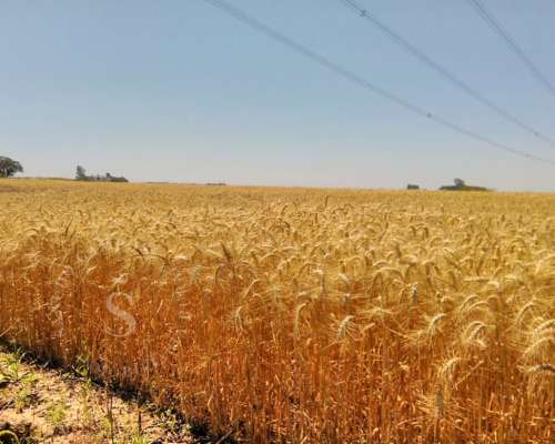 Venta Campo Agrícola. Díaz, Santa FE. 160 HA.