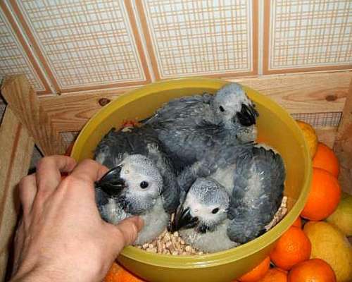 Bebé de Loros y Todas las Especies de Huevos.