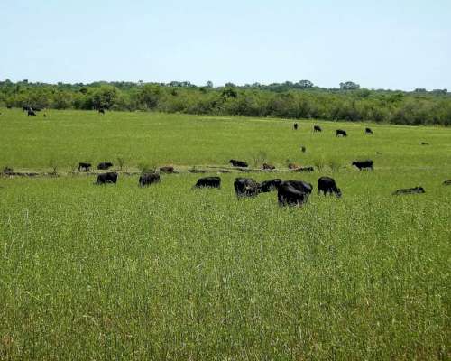 Vendo 1200 Has en Curupaity