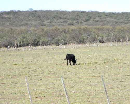 9700ha SGO D Esterto al año LE Gana el Doble de LO Invertido