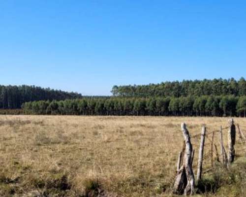 Campos Forestales en Venta