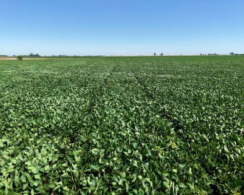 30 Ha Carabelas Agricolas