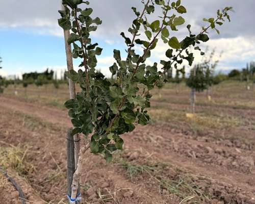 Finca Pistachos Futuro Exitoso