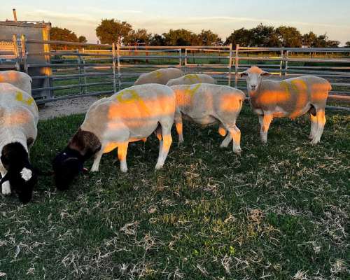 Carneros Dorper( White y Black)