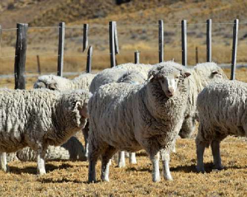 Campo Chubut 165.429 Hectareas Costa de Rio Potencial Eólico