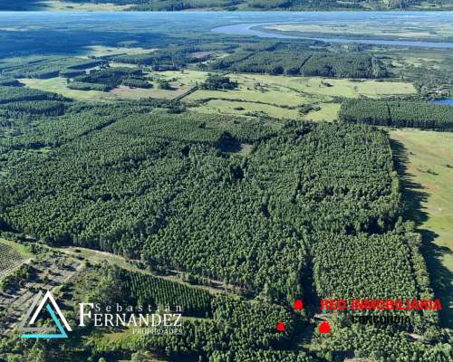 73 Has, Campo con Forestación