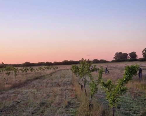 19ha con Almendros,casa, Riego por Goteo.medanos- Villarino