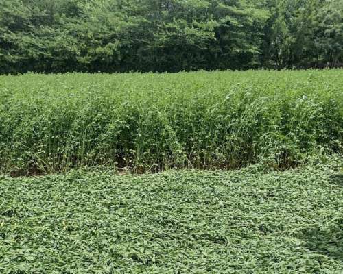 Vendo Semilla Alfalfa Monarca G8