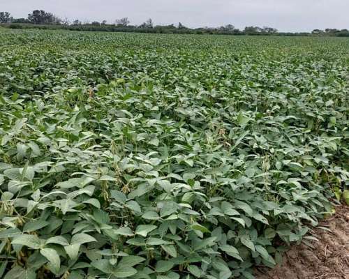 173 Has Agrícolas. Suelo Clase 2. Cuatro Bocas (santa FE)