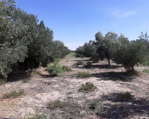 55 Hectareas con Olivos Aimogasta la Rioja
