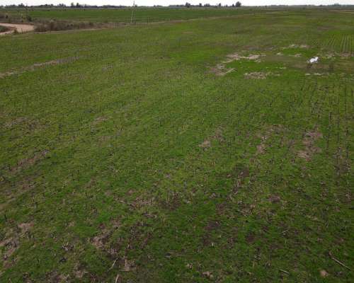 Campo en Venta de 178 Has en las Heras. Agricola