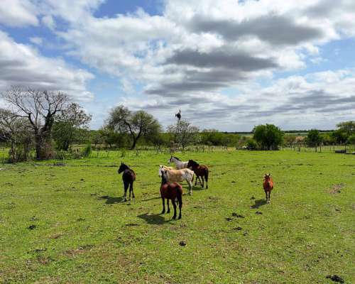Pcia. de Entre Rios - Maria Grande 526 Has