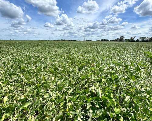 Oportunidad 100 Hectáreas Agricolas