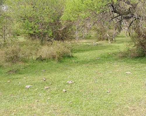 Vendo Campo Ganadero en E.rios