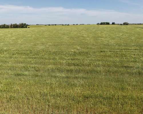 60 Hectáreas Agrícolas Sobre Ripio, Gualeguaychú.