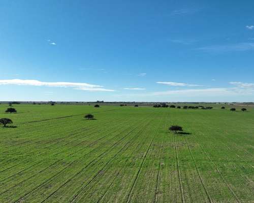 3780 Has. Campo Mixto S/ Ruta en Alpachiri, la Pampa