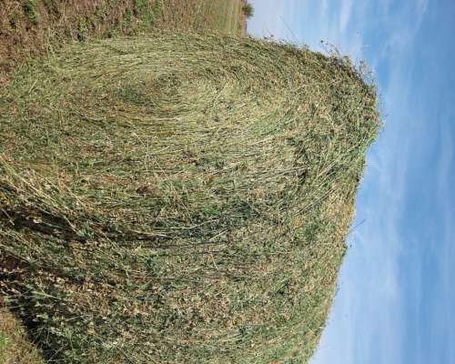 Venta Rollos Alfalfa Pura
