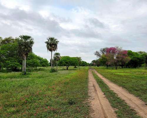 Ch0005 Campo en Presidencia de la Plaza, Chaco.