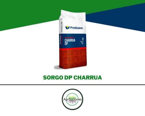 Semilla de Sorgo Charrua DP - Produsem
