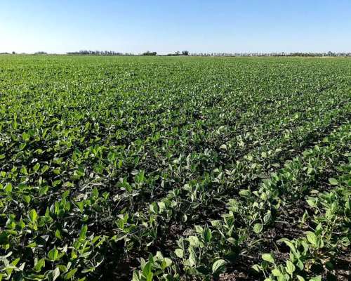 Vendo 751 Has en Salto Grande