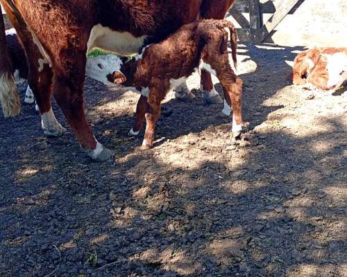 Busco Trabajo de Casero