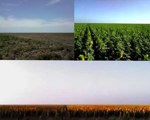 Arriendo C/opción a Compra Campo Agricola 1062 Has Bandera