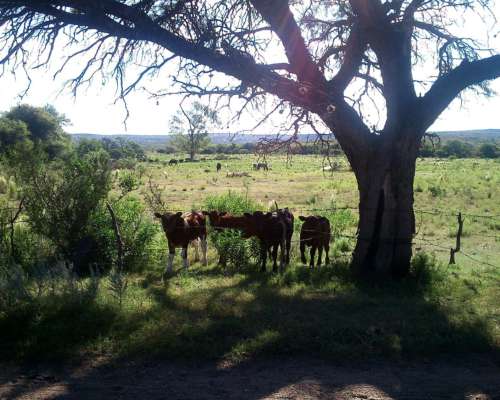 Campo 47 Ha en Renca, San Luis