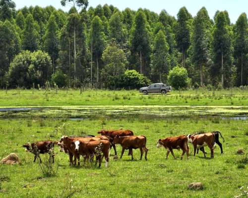 Pcia. de Corrientes - Pago de los Deseos 254 Has