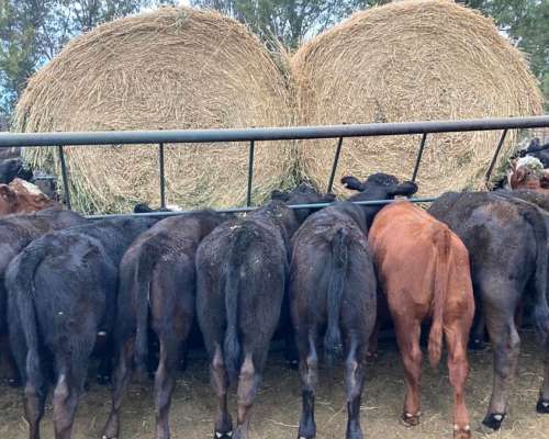 Pasteras Porta Rollos Moviles