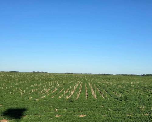 Cordoba – Venta muy Buen Campo Agricola 440 Ha Pampa Arenosa