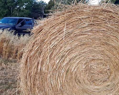 Rollos Avena - Alfalfa 10%