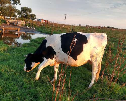 Vendo 2 Vaquillonas Recién Paridas. Promedio de Leche 25 LIT