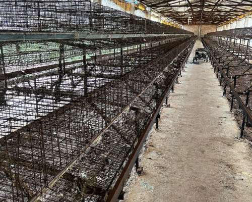 Jaulas para Gallinas Ponedoras 8.000 Aves