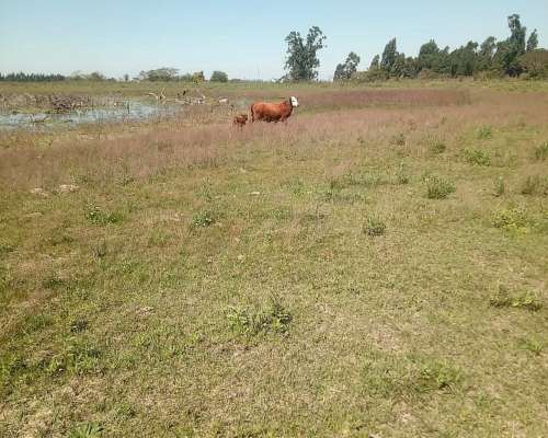 Campo y Casa en Venta, y Plantación de Limones. Bella Vista