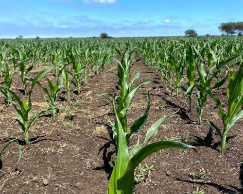Venta Campo Mixto 687 Has. Zona Tostado (est. Pini) Santa FE
