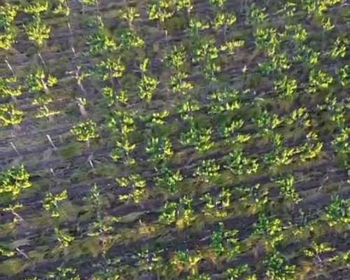 Finca 8has - PIE de Palo - Caucete - San Juan