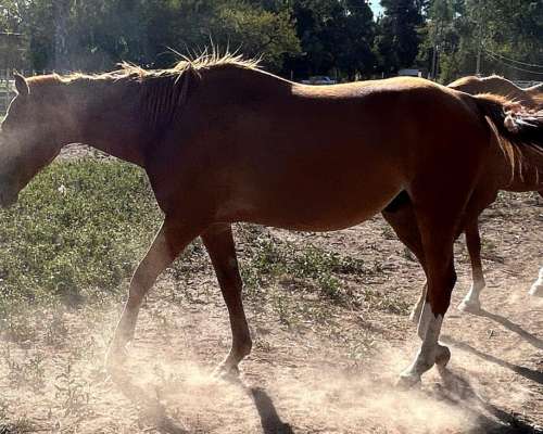 Vendo Potro Castrado Cuarto de Milla de 5 Años
