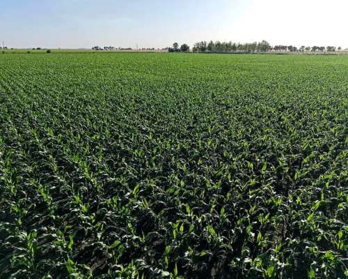 Vendo 751 Has en Salto Grande