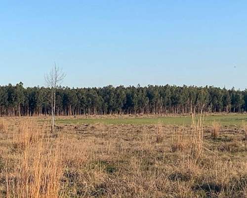 Corrientes Goya Campo Mixto Forestal Ganadero
