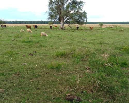 Campo de 383 Hectáreas con Instalaciones
