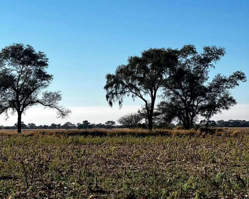 Campo Mixto Agricola y Ganadero.