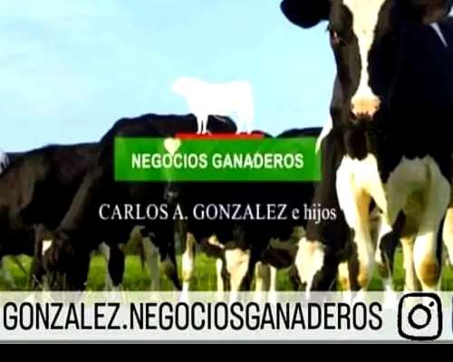Lecheria: Comercializamos Todas las Categorias Vacas-vaq-ter
