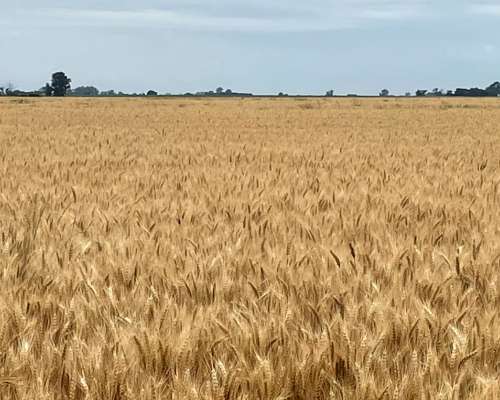 Campo 343 Ha Capitan Sarmiento
