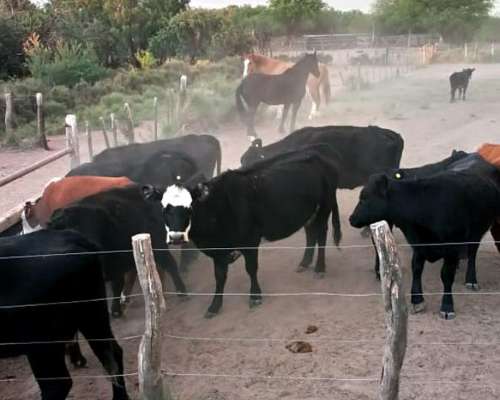 Se Venden 2 Campos de 2500 Has C/U Pegados.la Pampa