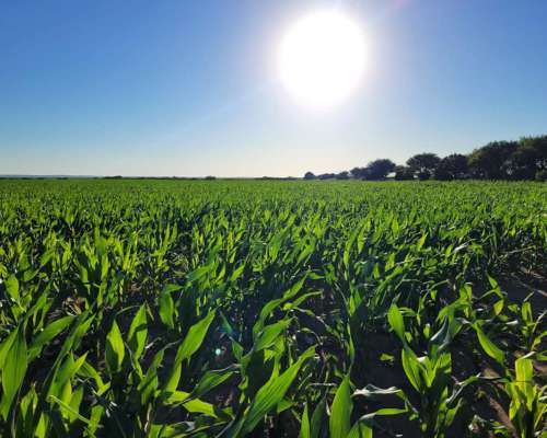 San Luis Coronel Alzogaray Agricola